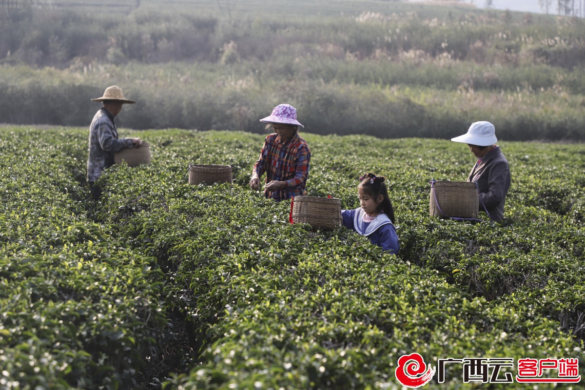 又是一年春茶香象州古琶茶抢鲜开采