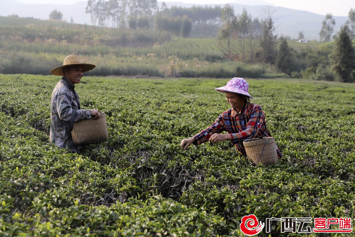 又是一年春茶香象州古琶茶抢鲜开采