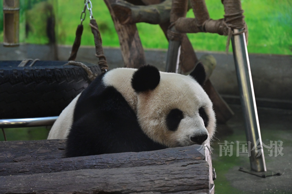 来到动物园,不少人看见大熊猫会大声尖叫,甚至高兴地跺脚