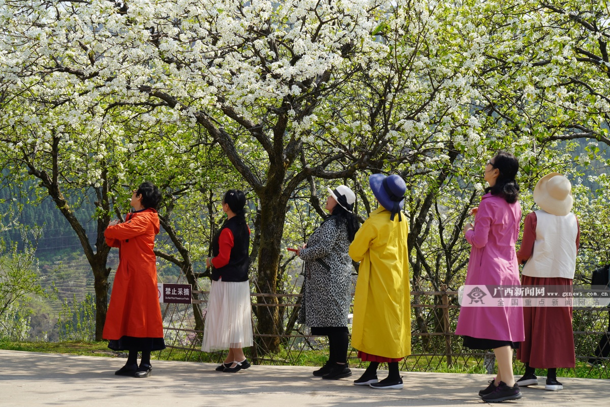 灌阳米竹山梨花图片