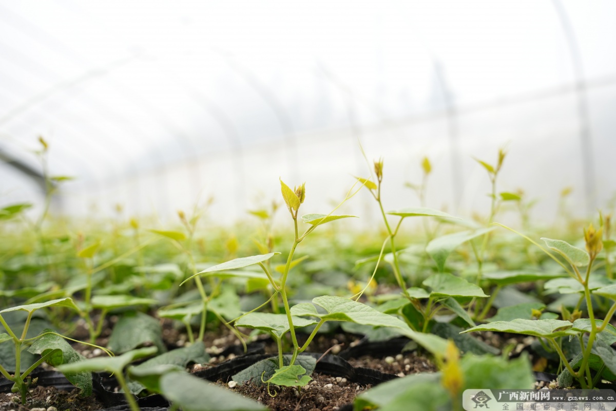 万象耕新茶洞镇爱心罗汉果苗助春耕