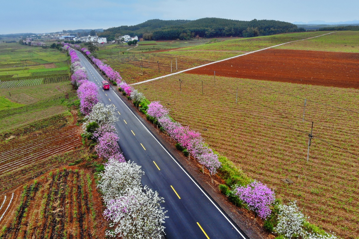 高清圖集：廣西這些公路太美！一路姹紫嫣紅