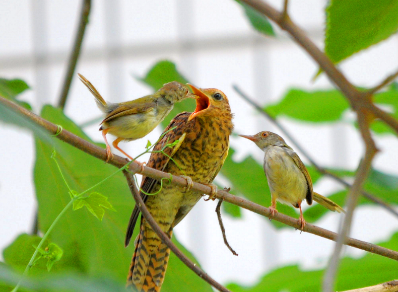 春日唱響“戀愛奏鳴曲”！廣西這個市有不少叫聲特別的鳥兒
