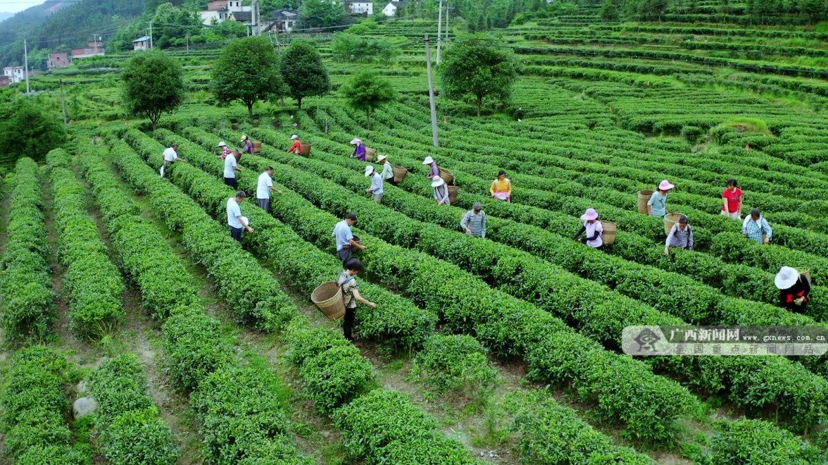 亚新体育灌阳：茶叶种植产业铺就村民幸福路(图1)