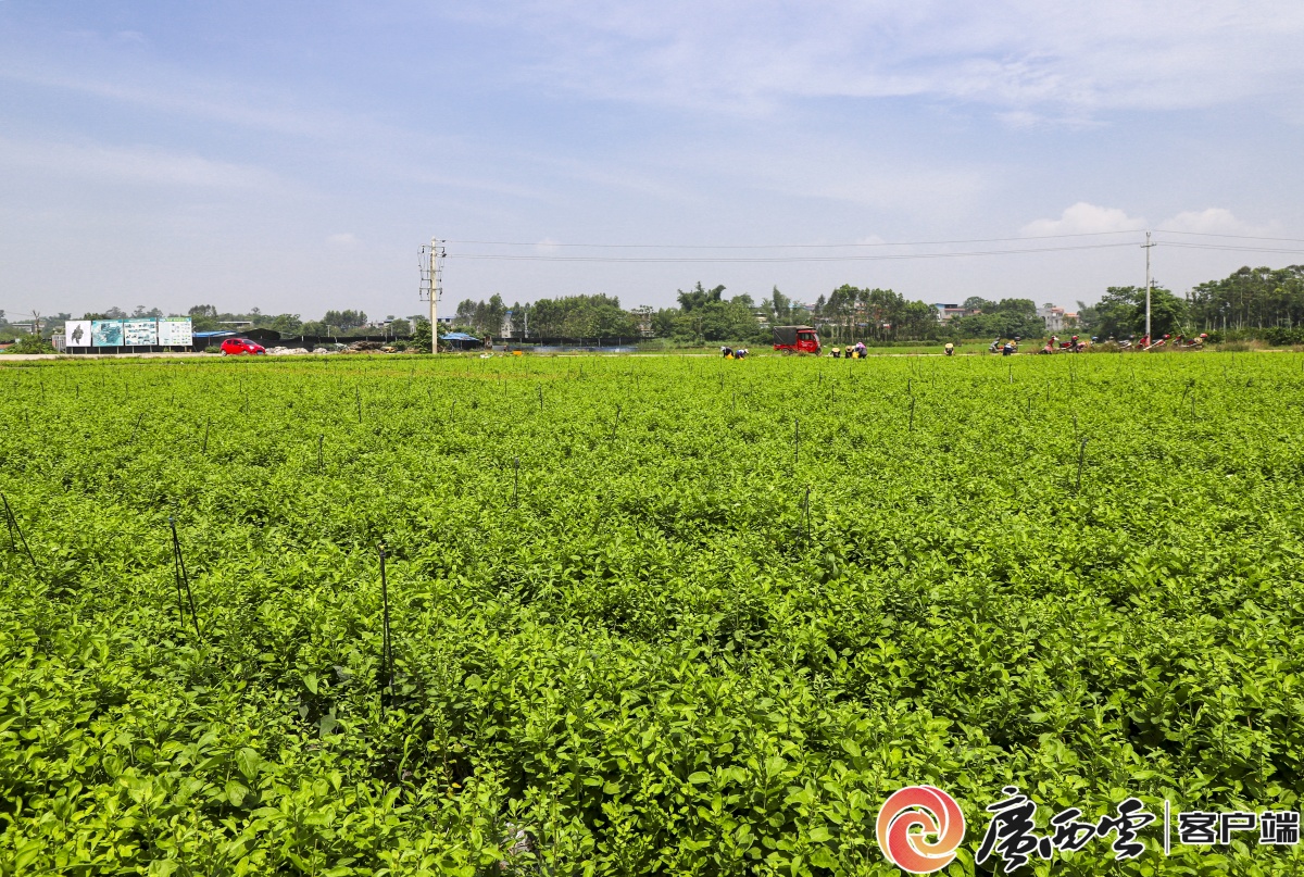 广西大叶枸杞菜种植图片