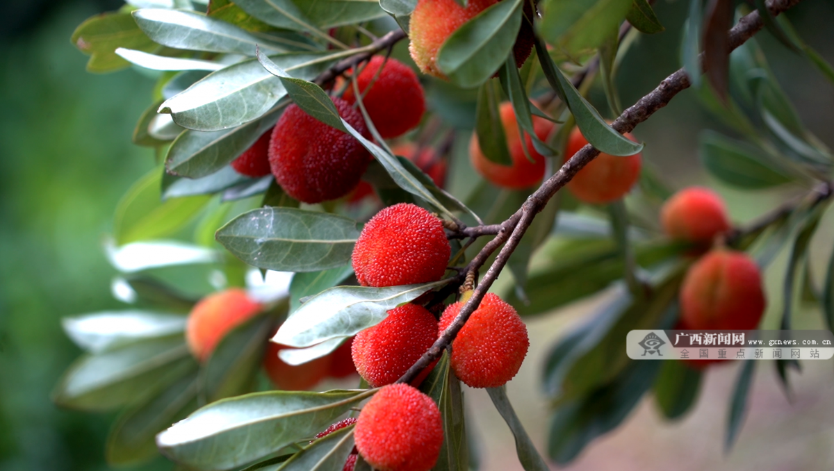 恭城百亩高山杨梅成了客商抢手货-广西新闻网