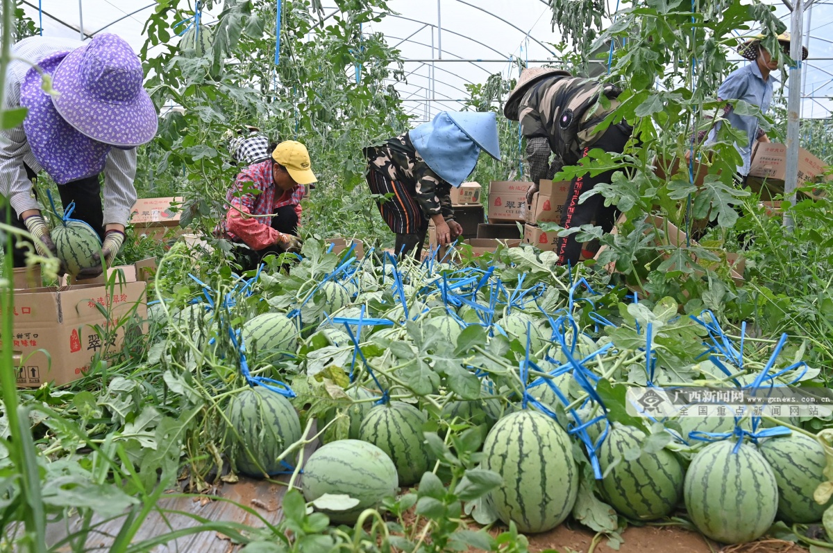 近日,北海市合浦縣珠光農場蔬菜大棚內的西瓜成熟上市,瓜農忙著採摘