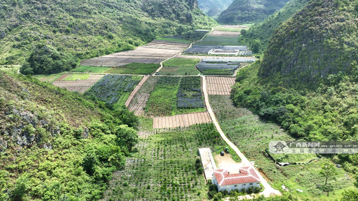 龙邦镇那坡村山豆根种植基地.