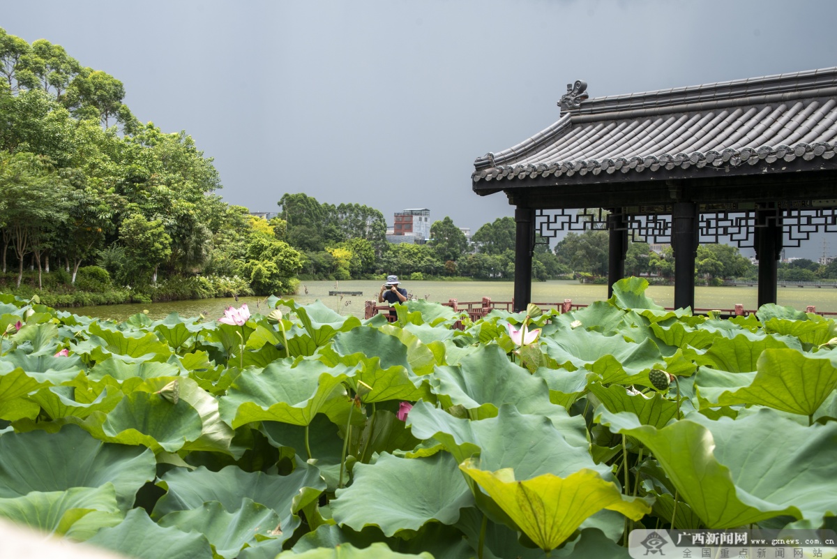 澳门新网站贵港：与民共享湿地保护成果(图1)