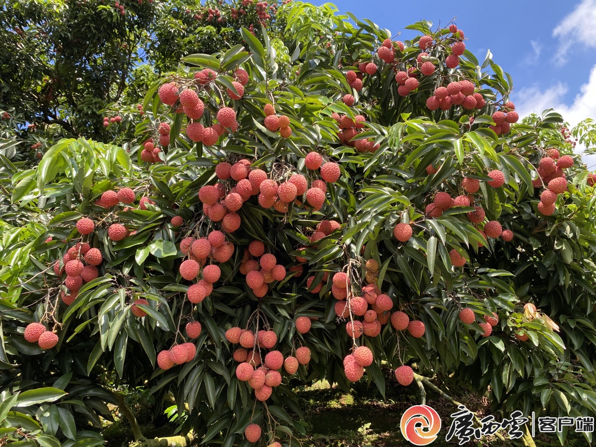 签约12个项目|灵山荔枝文化旅游节开幕-广西新闻网