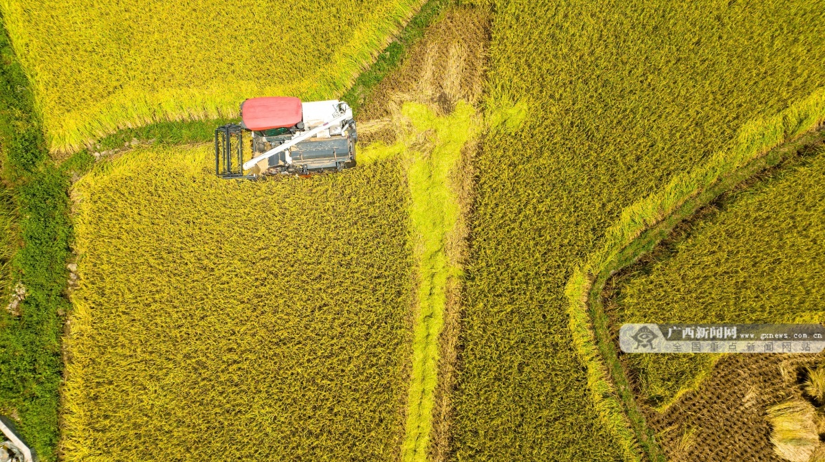 田林科技助农走出新稻路