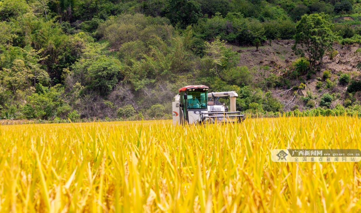 田林:科技助农走出新"稻"路-广西新闻网