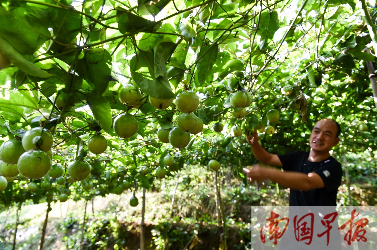 水果排行_凤凰资讯_资讯_凤凰网