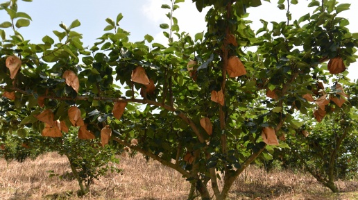 ��ƽ������ɢ�������� ǧĶ��԰�ջ�æ