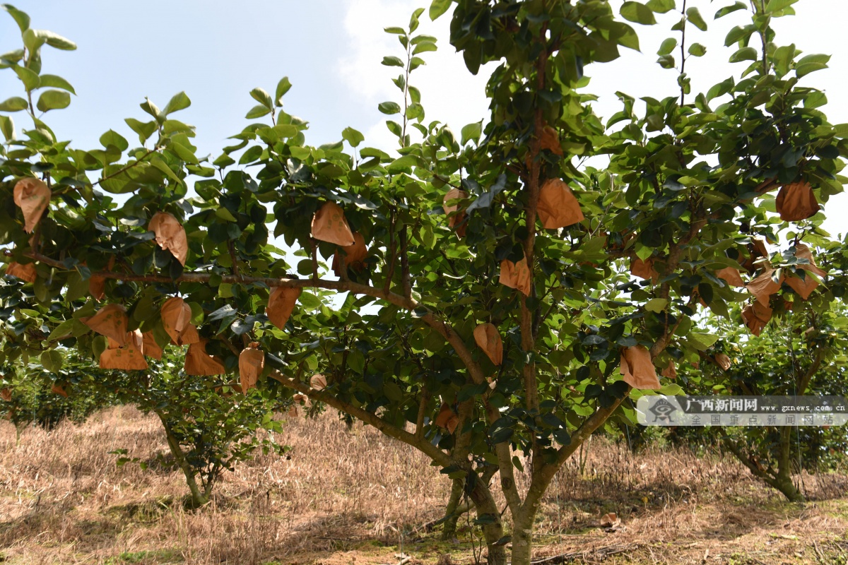 昭平金梨散放诱人香千亩梨园收获忙