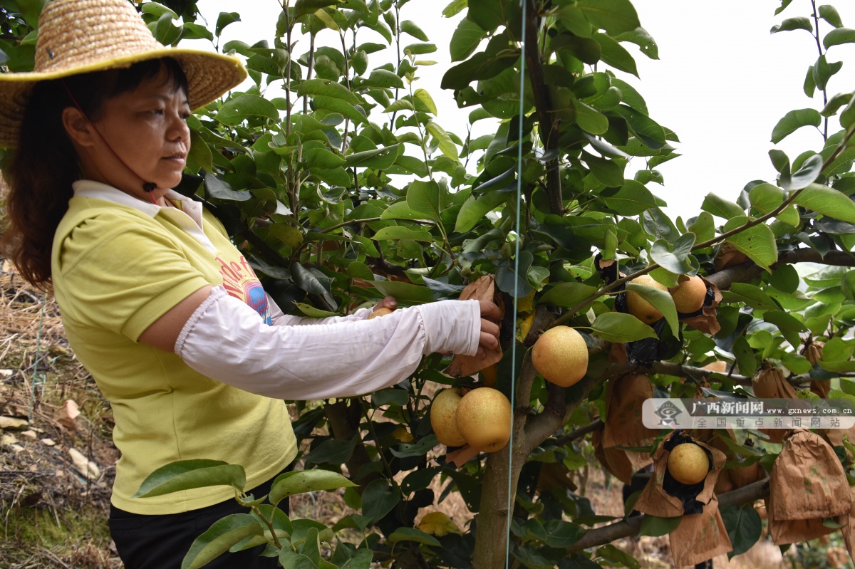 昭平金梨散放诱人香千亩梨园收获忙
