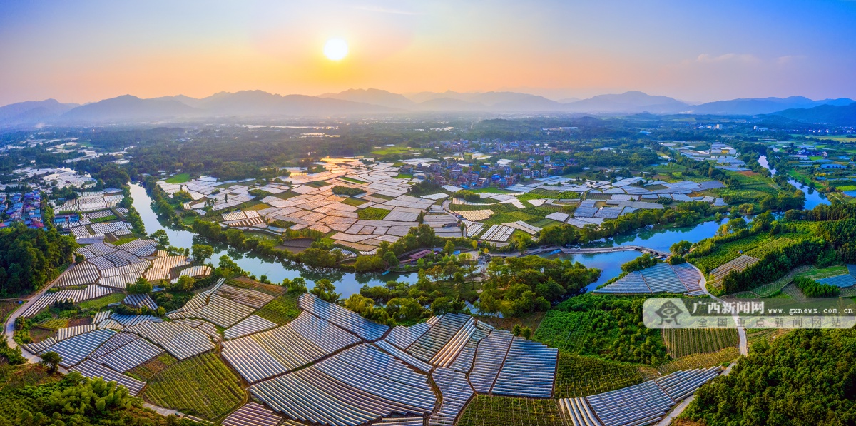 溶江镇葡萄产业航拍图.通讯员 赵兰 摄葡萄丰收包装热卖.