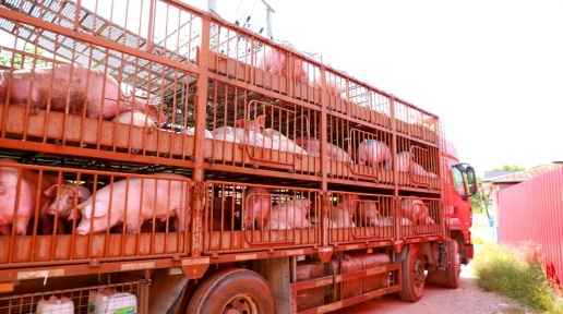 貴港市港南區：生豬產業走向規�；s化