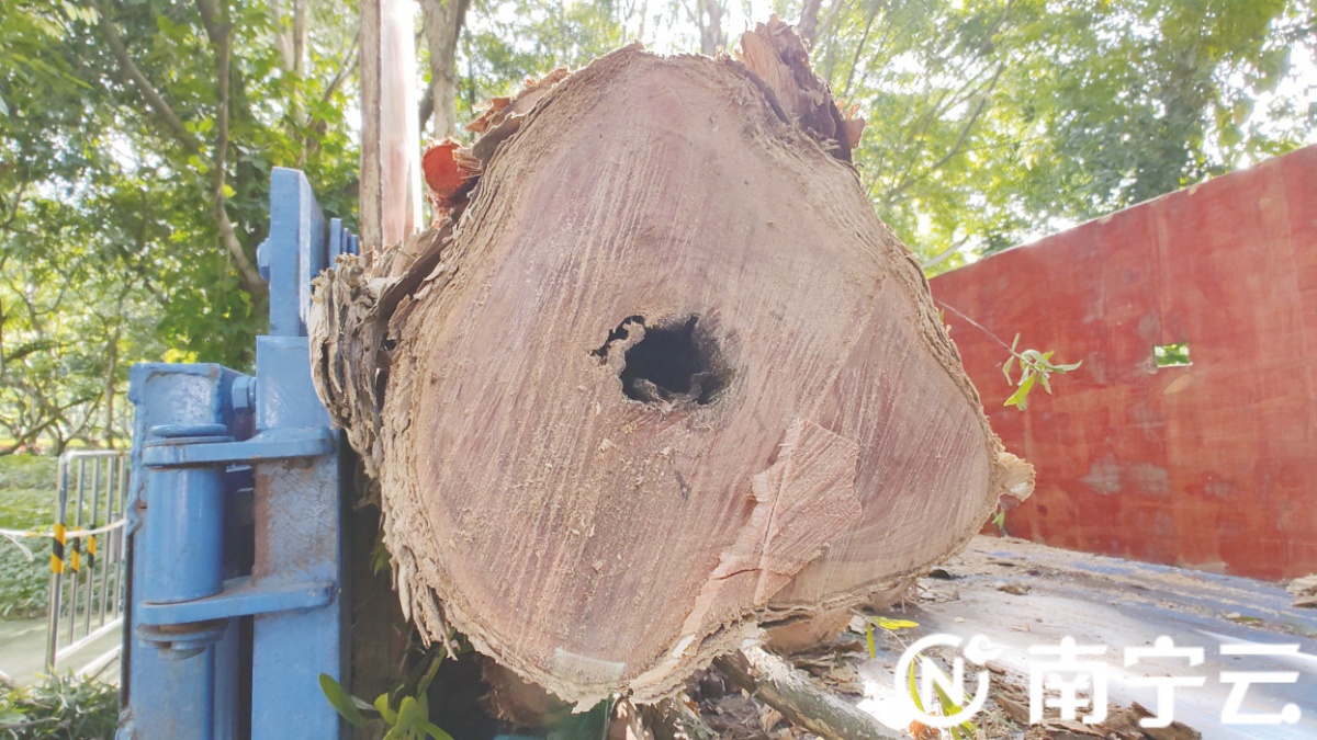 南湖公园8棵被白蚁啃食的白千层已处理 "白千层路"重新开放|手机广西