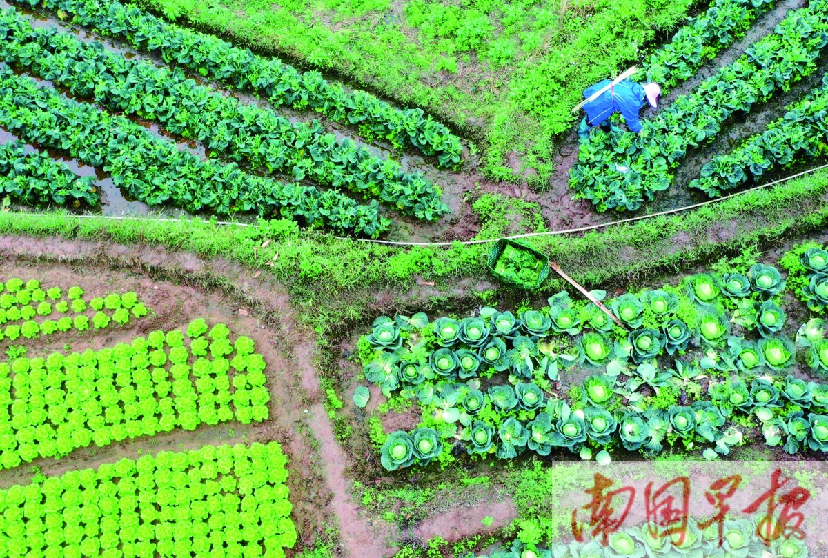 资料图片：在南宁市邕宁区蒲庙镇新生村，村民在地里采摘蔬菜。记者 周军 摄