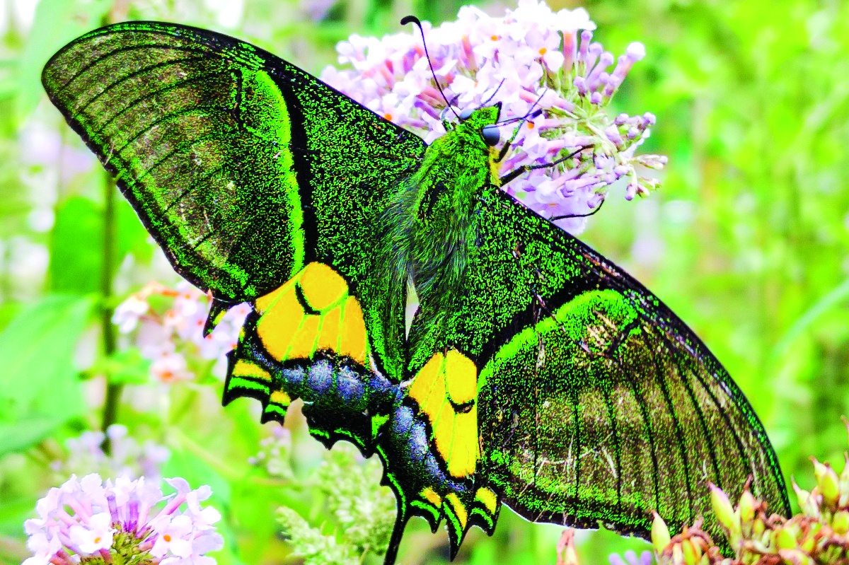 世界八大名贵蝴蝶之首！九万山保护区现金斑喙凤蝶