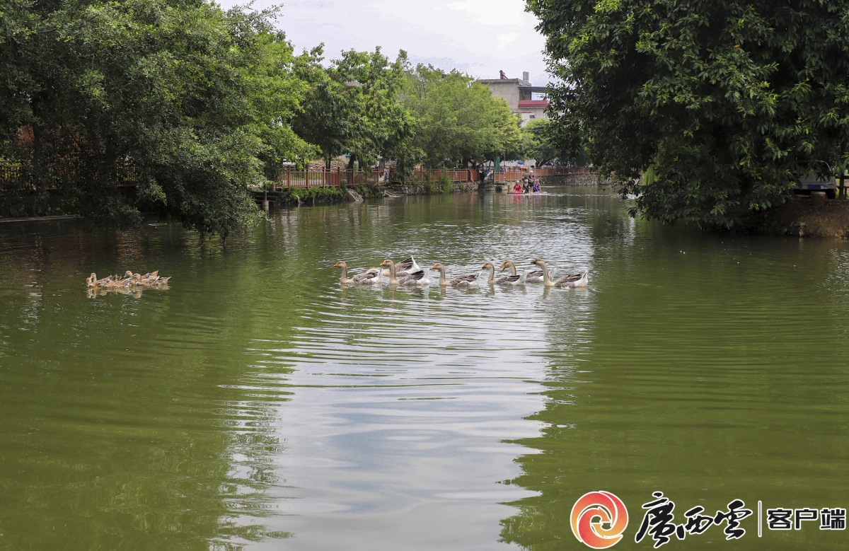 象州县中平镇普化村农文旅融合发展绘就乡村振兴新图景