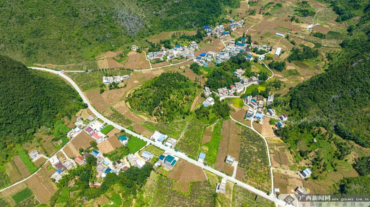 田林甜猕来袭浪平镇红心猕猴桃迎来采摘季