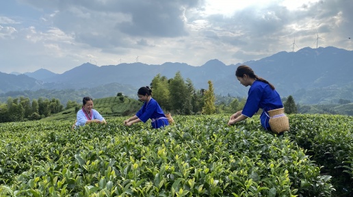 多彩民族有多彩丨三江：大力發展茶旅融合 實現人均半畝茶