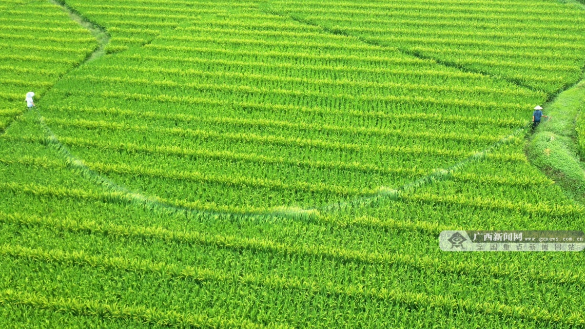 荔浦:杂交水稻制种"赶花"忙-广西新闻网