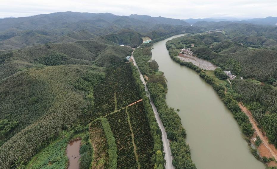 利用当地丰富的竹林资源,因地制宜做大竹规模,做美竹生态,做强竹产业