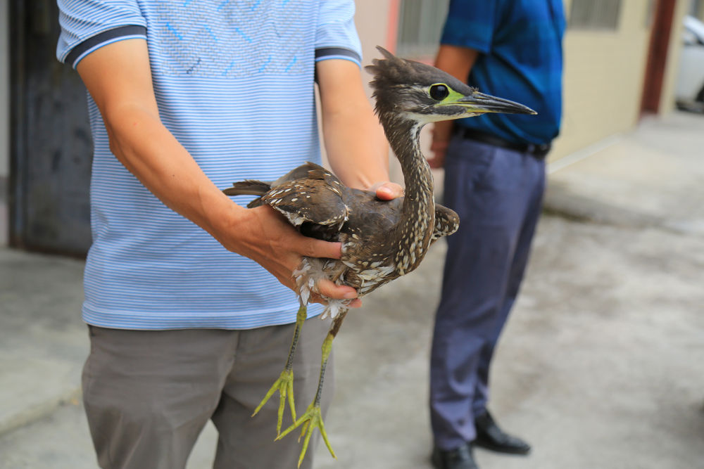 海南虎斑鳽现身河池金城江区-广西新闻网