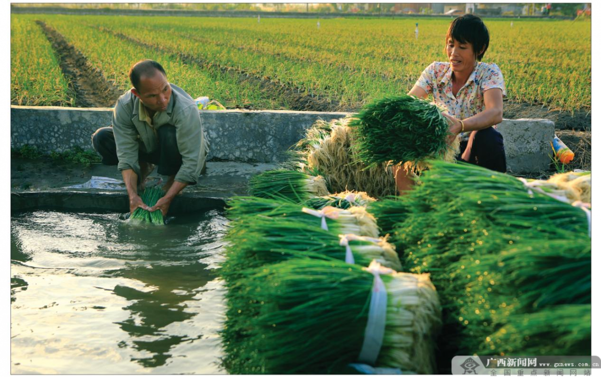 点赞柳州！山里养海鲜、稻田养螺…特色生态农产业为群众开启致富路第5张