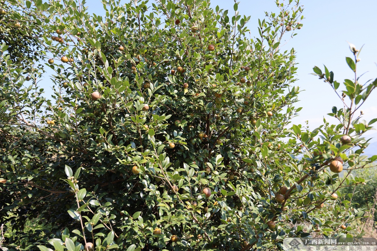 环江:油茶产业获丰收 助农增收成效好-广西新闻网