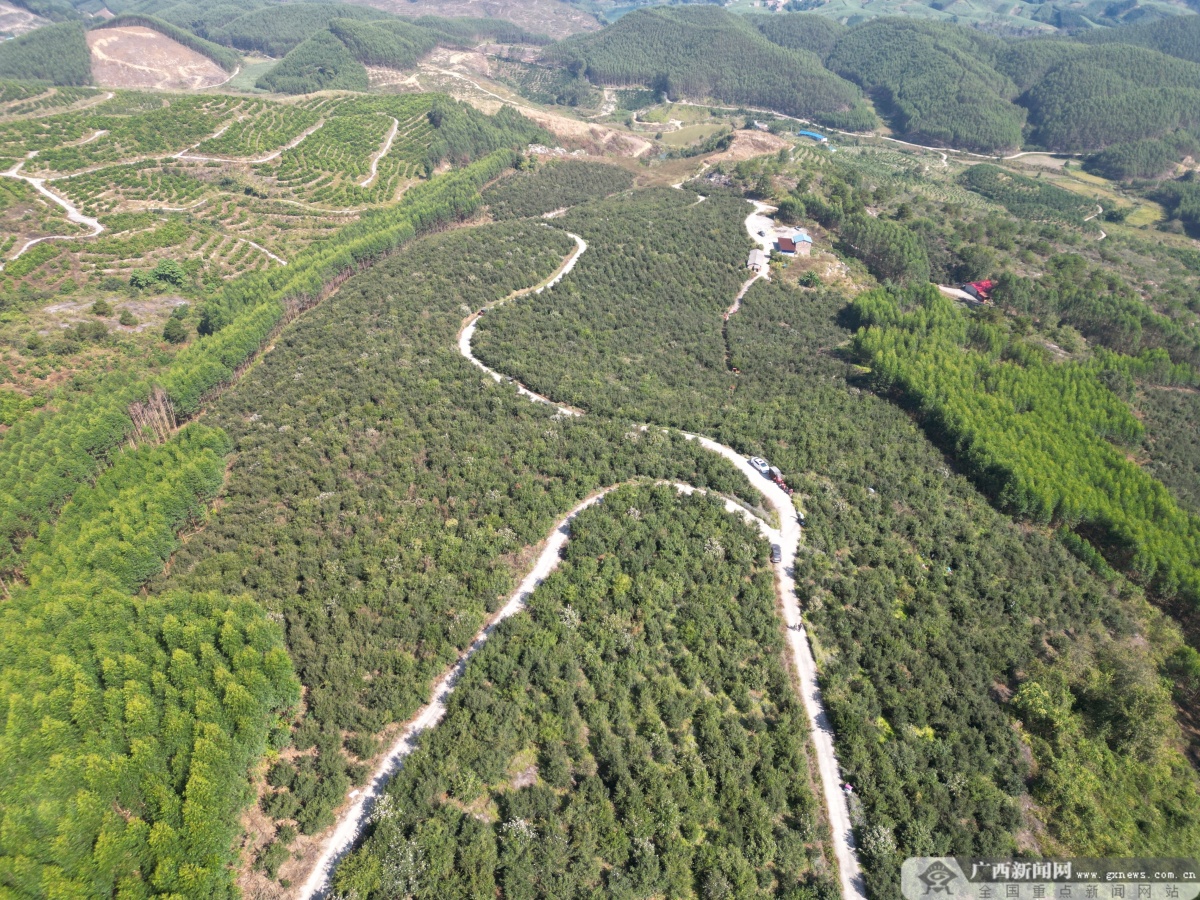 洛阳镇洛阳社区平马屯头坡油茶基地.