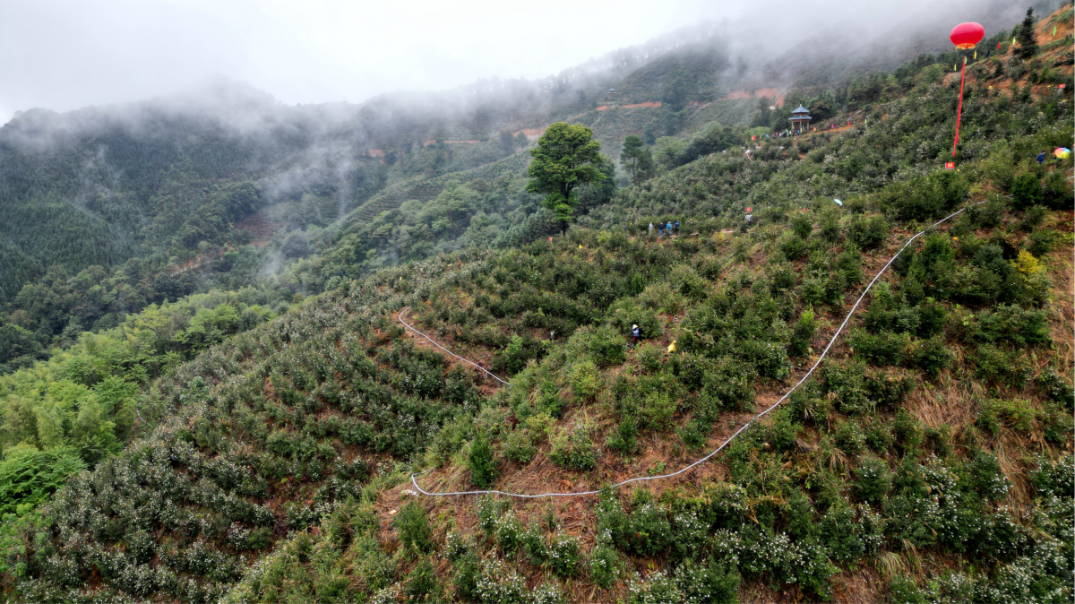 广西三江油茶文化旅游节签约超12亿元