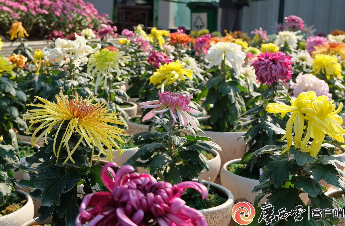 南宁青秀山举办第八届花展