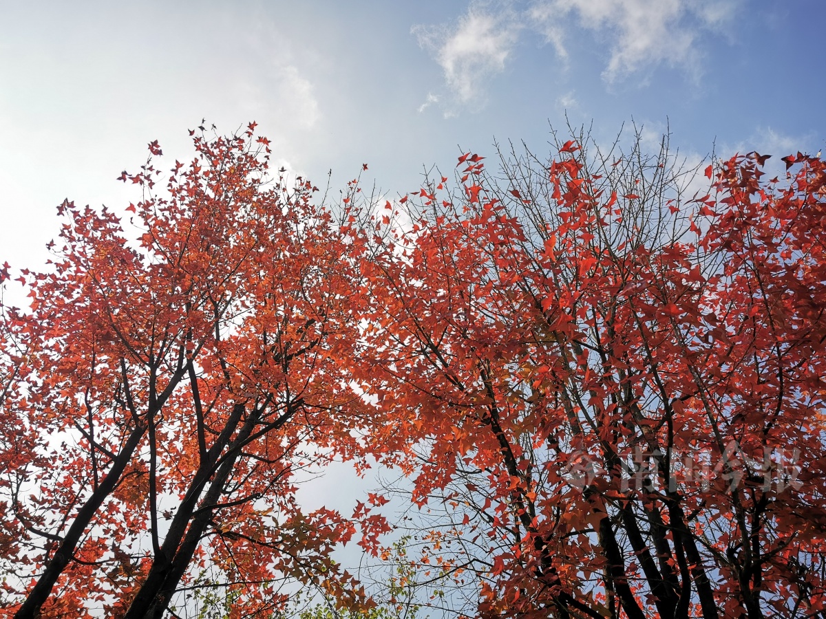 高清圖：冬日處處是美景！柳州這處的楓香樹紅了