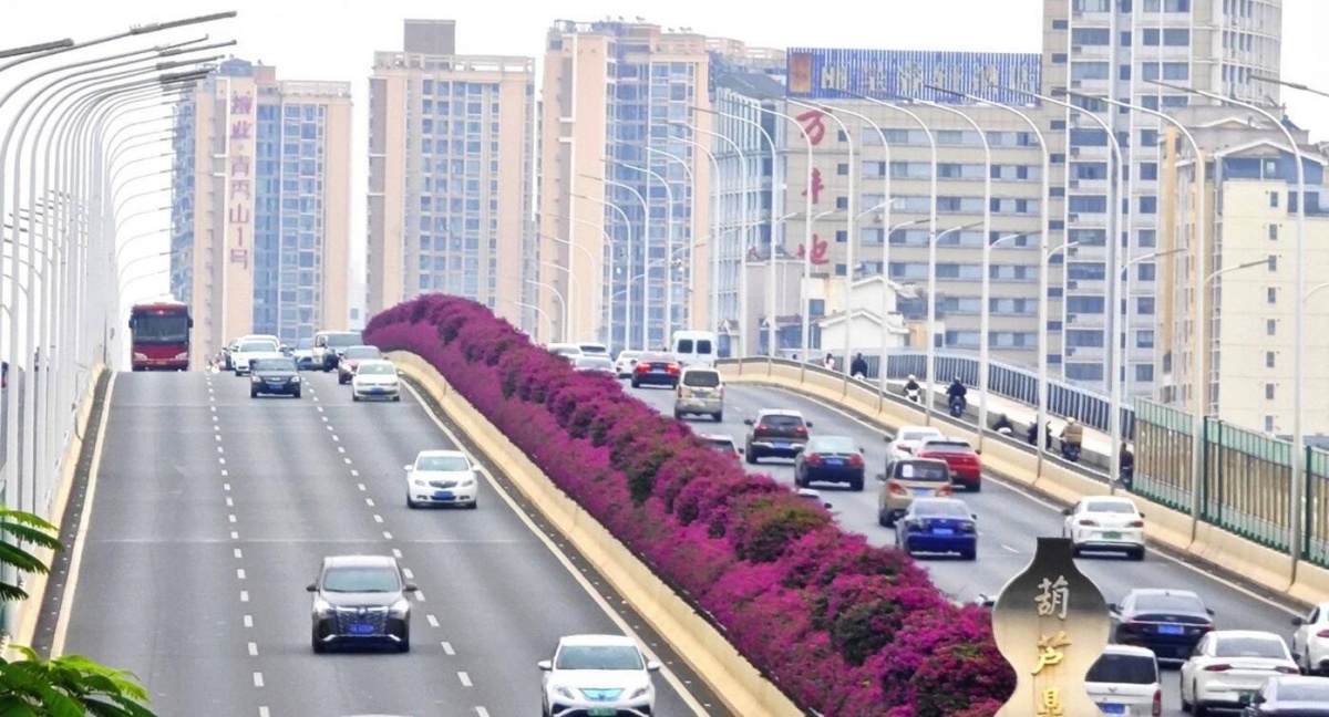 花开好了！南宁葫芦鼎大桥上现紫色“飘带”