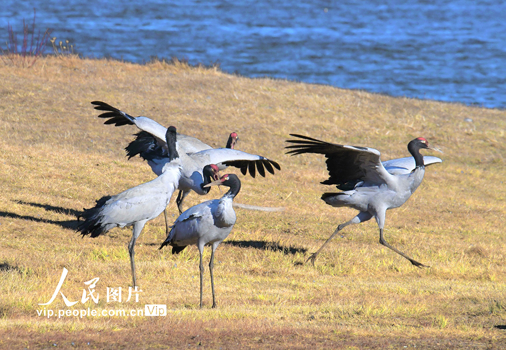 雲南昭通鳥類大熊貓黑頸鶴陸續抵達過冬