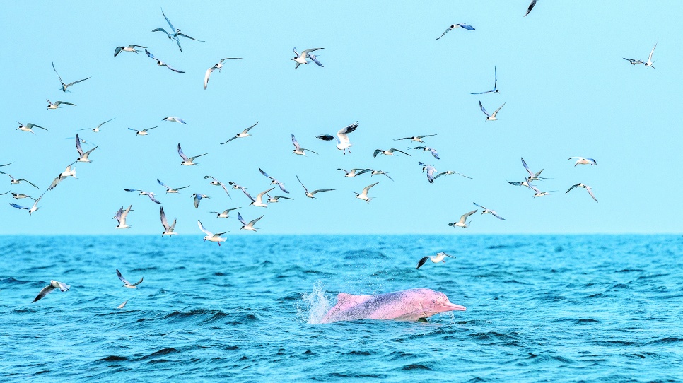 經濟日報關注丨“十四五”期間累計投入近四十億元!廣西有效恢復海洋生態功能