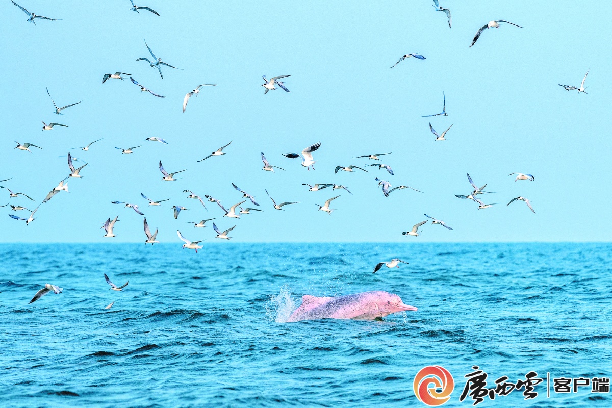快来收藏！刚刚广西发布了布氏鲸和中华白海豚观护指南(图4)