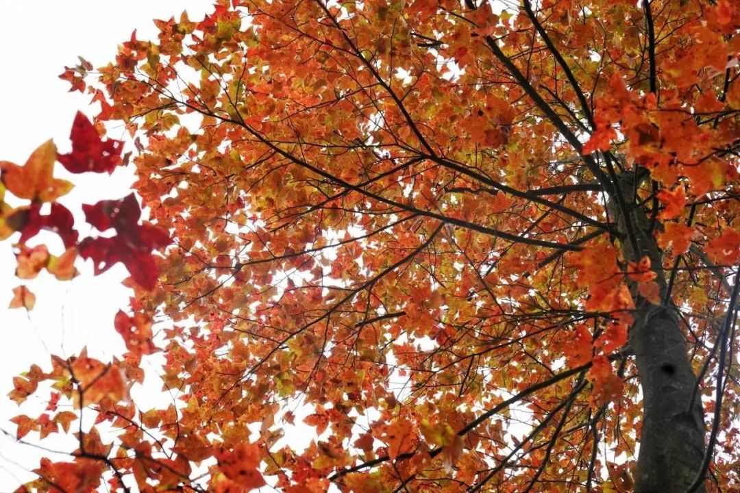 百色德保县的枫叶红了,"童话森林"进入最佳观赏期!-广西新闻网