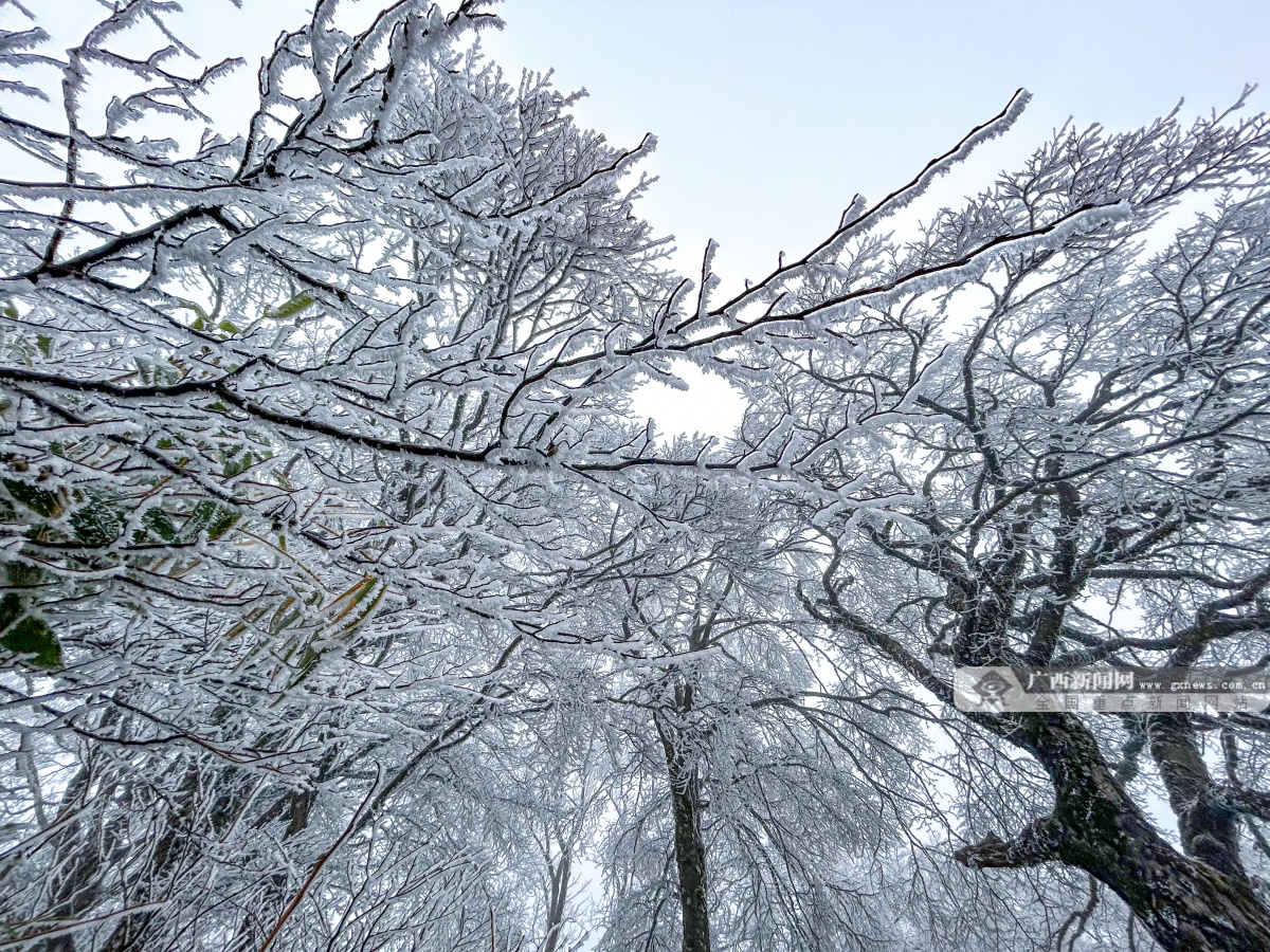 踏雪何须到北国 资源县迎来今年首场雾凇-广西新闻网