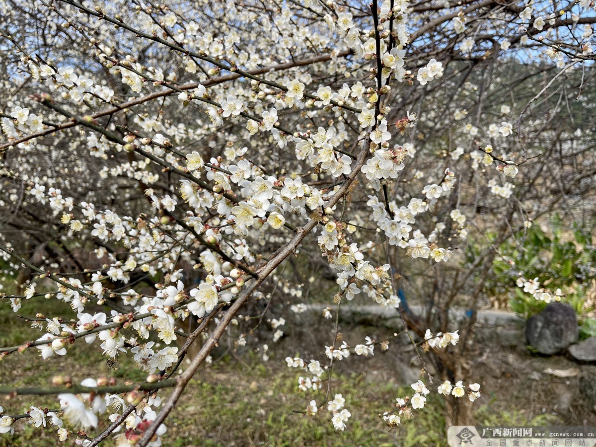 摄"在网上看到宾阳陈平这里举办旅游节,我特意从北海过来,这里的梅花