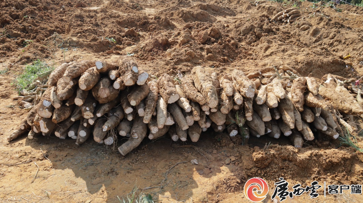 梧州藤县:科技助力特色产业 8万亩粉葛喜获丰收|手机广西网