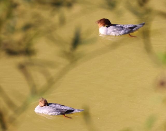 觀鳥愛好者足跡遍布廣西，10年拍攝鳥類超600種