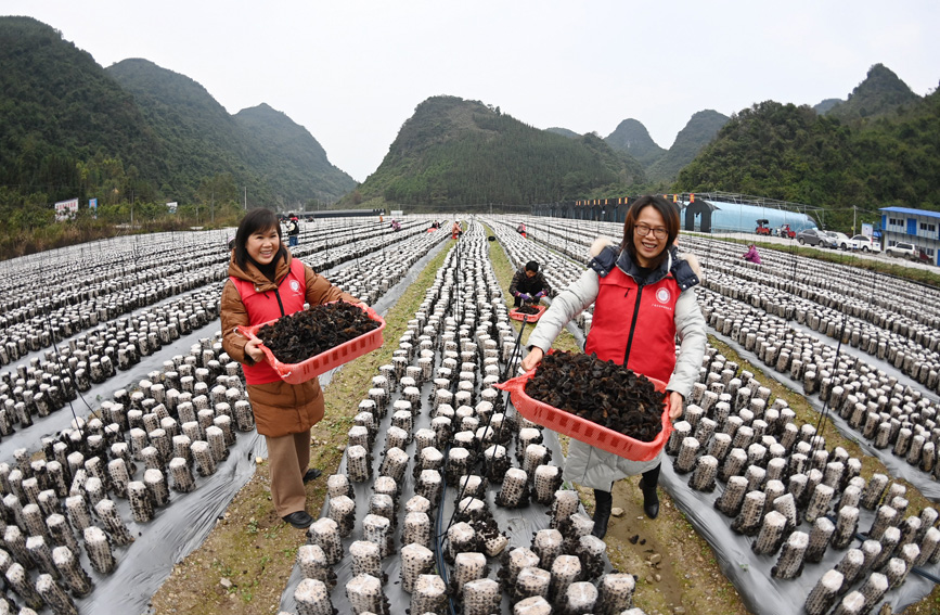 廣西羅城木耳豐收採摘忙7