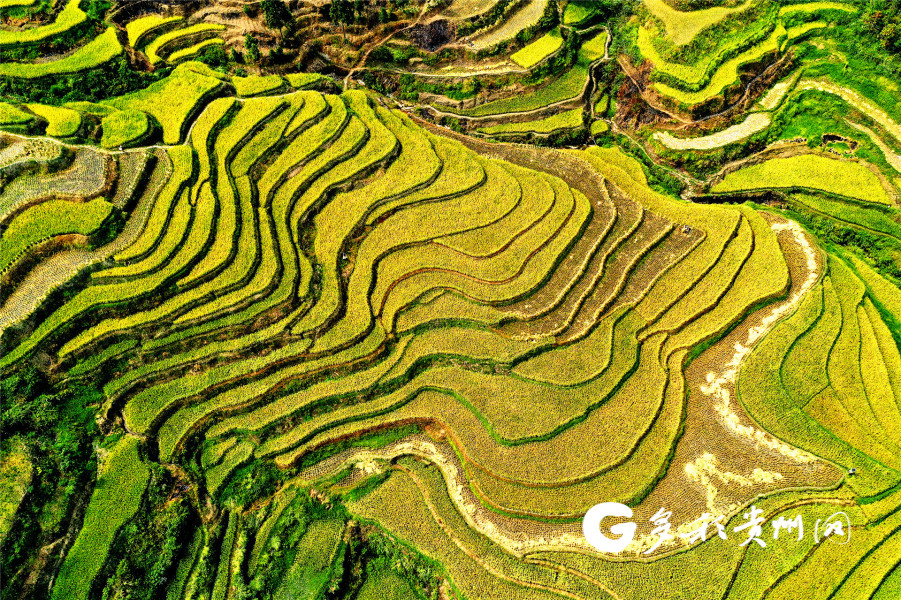 远山的呼唤:要让千亩梯田换新颜|手机广西网