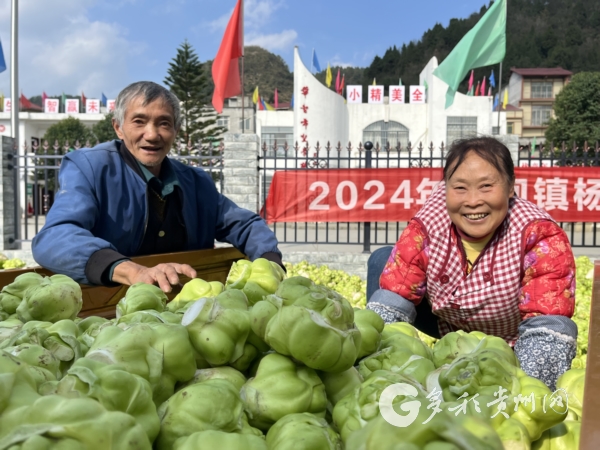 仁怀：万亩榨菜迎丰收订单种植助增收(图2)