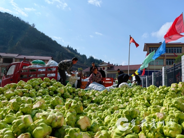 仁怀：万亩榨菜迎丰收订单种植助增收(图5)